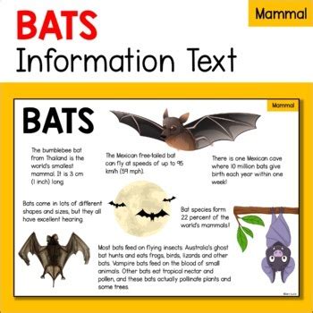 蝙蝠出現|蝙蝠資訊站 Bats information about Taiwan